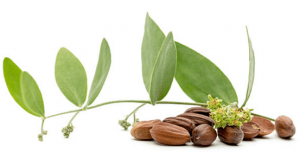 jojoba oil sustainable oil
