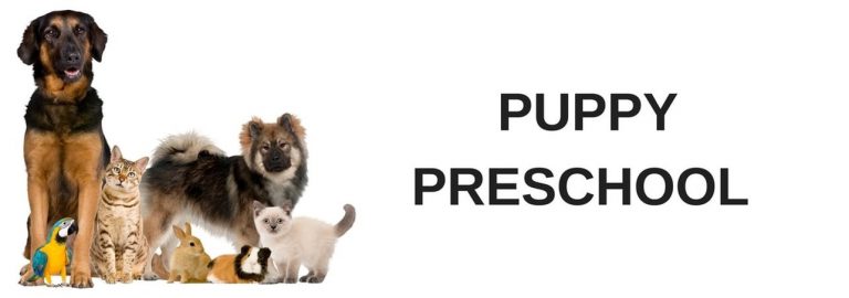Guide to Preschool Puppy Training