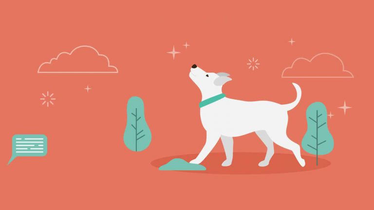 10 Most Googled Dog Questions