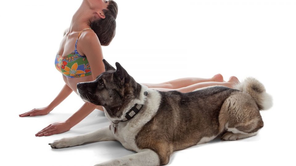 yoga-for-doga