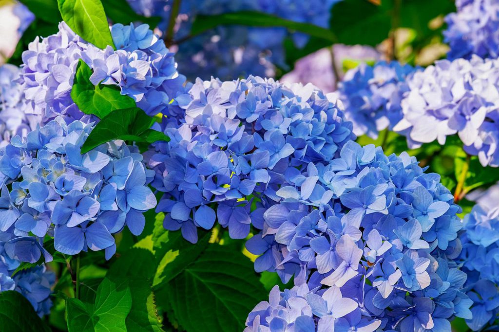 hydrangeas