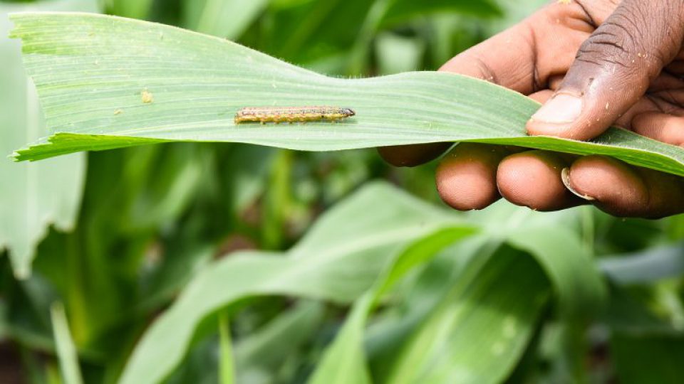 keep plants safe from pests and diseases