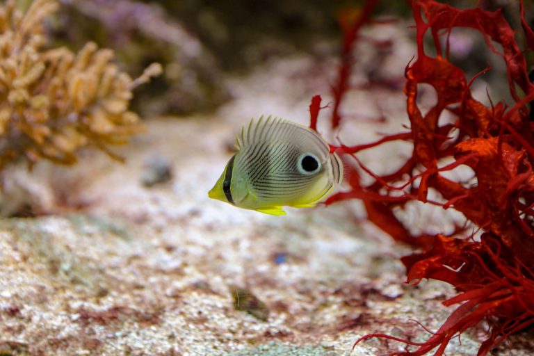 How to Beautify Your Home With an Aquarium: 3 Points to Consider