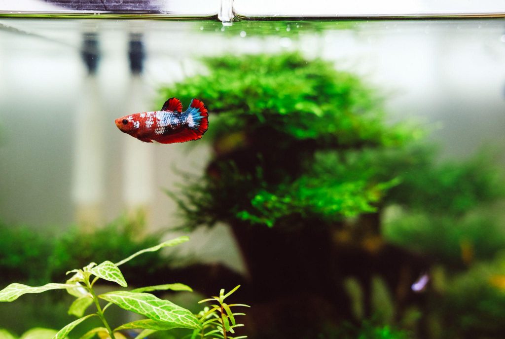 how to beautify your home with a saltwater or freshwater aquarium