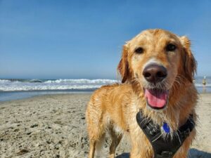 best dog-friendly beaches in the world