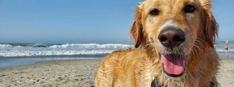best dog-friendly beaches in the world