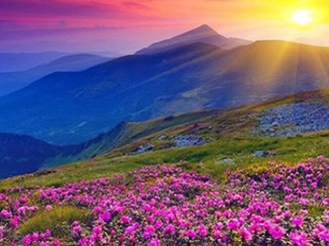uttarakhand valley of flowers