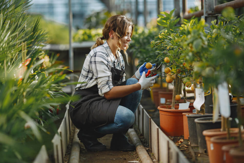 hydroponic farming