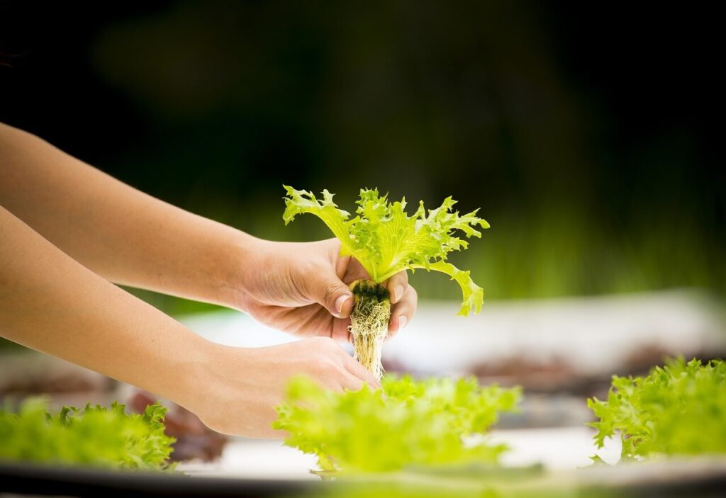 hydroponic nutrients